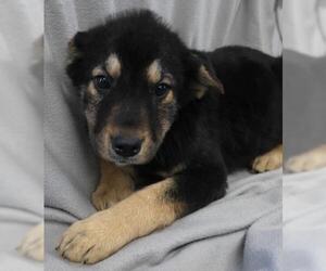 Labrador Retriever-Unknown Mix Dogs for adoption in Thief River Falls, MN, USA