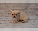 Small #3 French Bulldog