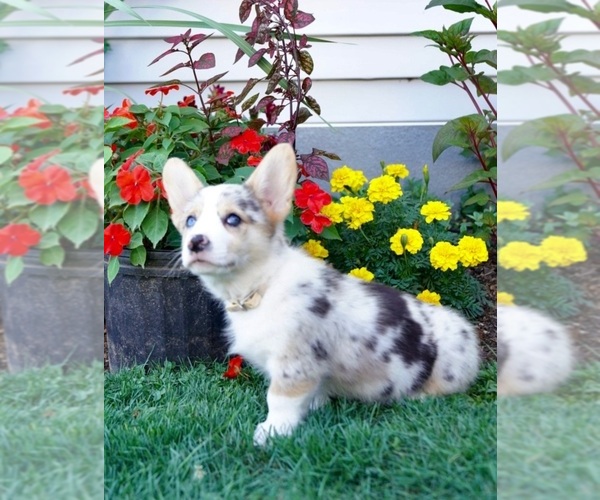 Medium Photo #4 Pembroke Welsh Corgi Puppy For Sale in PARADISE, PA, USA