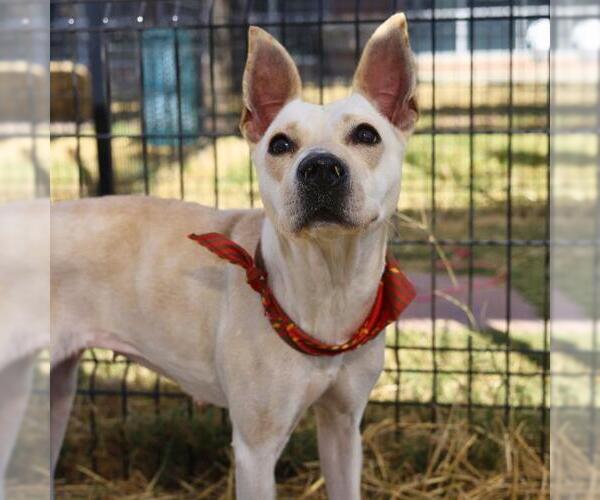 Medium Photo #4 Chihuahua Puppy For Sale in San Antonio, TX, USA