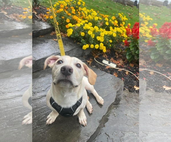 Medium Photo #8 Mutt Puppy For Sale in Derwood, MD, USA