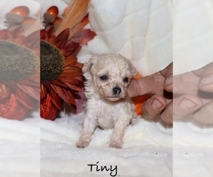 Poodle (Toy) Puppy for sale in LOVELY, KY, USA