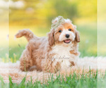 Small #2 Poodle (Miniature)