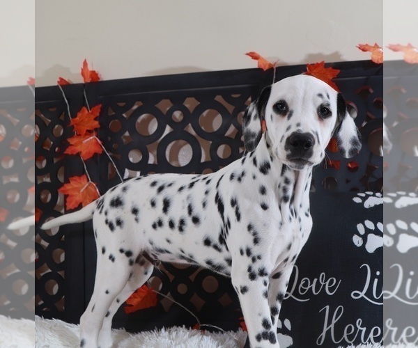Medium Photo #2 Dalmatian Puppy For Sale in MOUNT VERNON, OH, USA