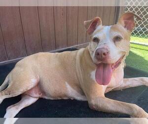 American Pit Bull Terrier Dogs for adoption in Camarillo, CA, USA