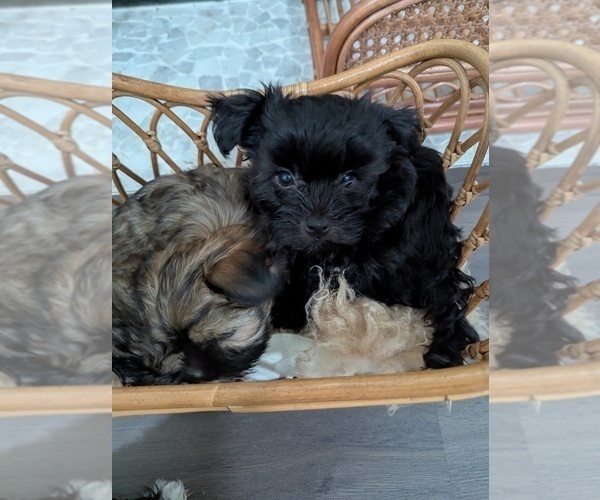 Medium Photo #5 Havashire-Mal-Shi Mix Puppy For Sale in FLEMING ISLAND, FL, USA
