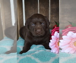 Small Photo #8 Labrador Retriever Puppy For Sale in GREENWOOD, WI, USA