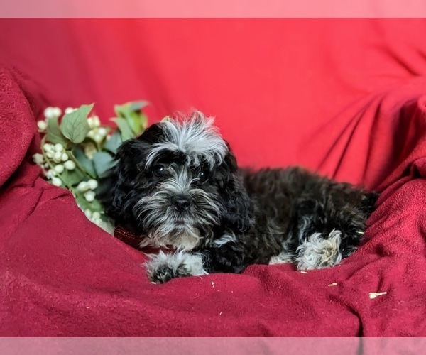Medium Photo #4 Shih-Poo Puppy For Sale in GORDONVILLE, PA, USA