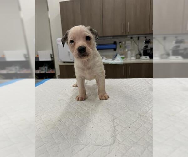 Medium Photo #1 Labrador Retriever-Unknown Mix Puppy For Sale in Baytown, TX, USA