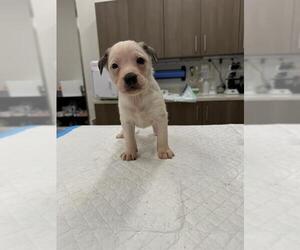 Labrador Retriever-Unknown Mix Dogs for adoption in Baytown, TX, USA