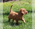 Small Photo #3 Labradoodle-Poodle (Standard) Mix Puppy For Sale in RONKS, PA, USA