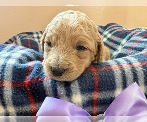 Goldendoodle (Miniature) Puppy for sale in ROY, UT, USA
