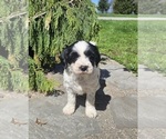 Small #5 Tibetan Terrier