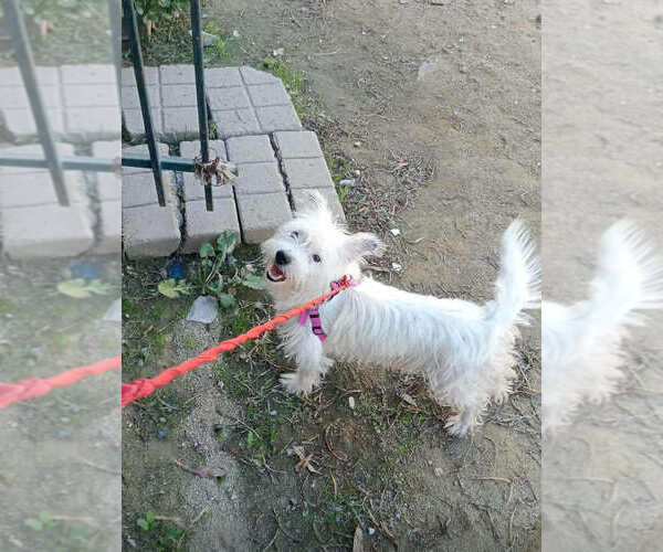 Medium Photo #1 Mutt Puppy For Sale in San Diego, CA, USA