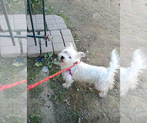 Mutt Dogs for adoption in San Diego, CA, USA