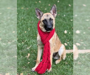 Mutt Dogs for adoption in Sandy, UT, USA