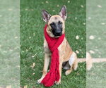 Shia - Female Mutt Dog for Adoption - Small photo