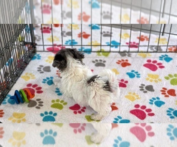 Medium Photo #4 Havapoo Puppy For Sale in ORO VALLEY, AZ, USA