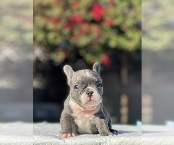 Medium Photo #18 French Bulldog Puppy For Sale in LOS ANGELES, CA, USA