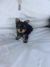 Yorkshire Terrier Puppy for sale in POWDER SPRINGS, GA, USA