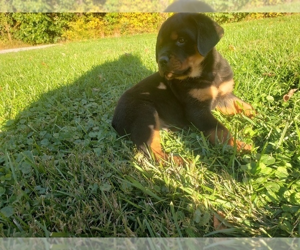 Medium Photo #1 Rottweiler Puppy For Sale in DUNDEE, OH, USA