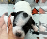 Small Photo #9 Rat Terrier Puppy For Sale in WHITAKERS, NC, USA