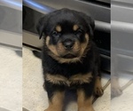 Small Photo #2 Rottweiler Puppy For Sale in GRANTS PASS, OR, USA