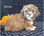 James - Male Zuchon Puppy for Sale - Photo #3