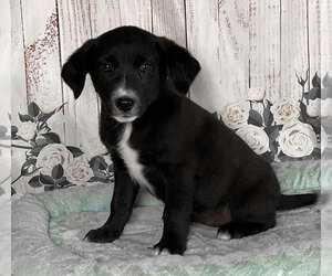 Labrador Retriever-Unknown Mix Puppy for sale in PENNS CREEK, PA, USA