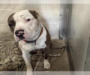 American Pit Bull Terrier Dogs for adoption in San Bernardino, CA, USA