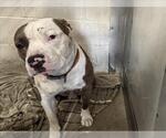 Small American Pit Bull Terrier