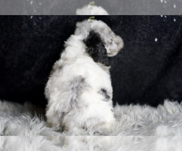 Medium Photo #8 Poodle (Toy) Puppy For Sale in WARSAW, IN, USA