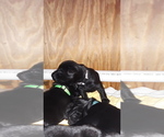Small Photo #3 Labrador Retriever Puppy For Sale in HUDSON, WI, USA