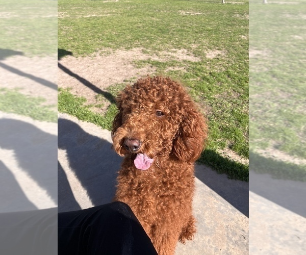 Medium Photo #1 Poodle (Standard) Puppy For Sale in HOUSTON, TX, USA