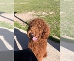 Small Photo #1 Poodle (Standard) Puppy For Sale in HOUSTON, TX, USA