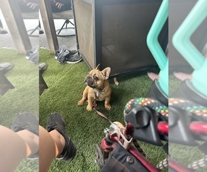 French Bulldog Puppy for Sale in SIOUX FALLS, South Dakota USA