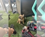 Small French Bulldog