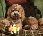 Small Photo #1 Poodle (Miniature)-Whoodle Mix Puppy For Sale in WHITNEY, TX, USA