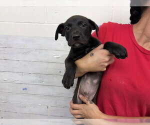 Labrador Retriever-Unknown Mix Dogs for adoption in San Bernardino, CA, USA