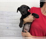 KHAN - Male Labrador Retriever-Unknown Mix Dog for Adoption - Small photo