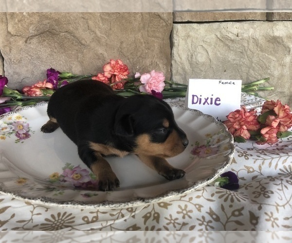Medium Photo #5 Miniature Pinscher Puppy For Sale in ACCIDENT, MD, USA