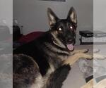 Small Photo #1 German Shepherd Dog Puppy For Sale in MECHANICSVILLE, VA, USA