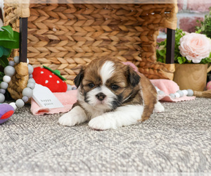 Shih Tzu Puppy for sale in SYRACUSE, IN, USA