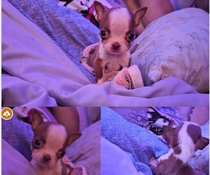 Boston Terrier Dog for Adoption in GAFFNEY, South Carolina USA