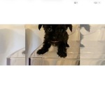 Small Yorkshire Terrier