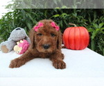 Small Photo #5 Goldendoodle Puppy For Sale in WESLEY CHAPEL, FL, USA