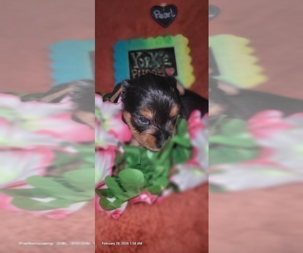 Medium Photo #113 Yorkshire Terrier Puppy For Sale in AKRON, OH, USA