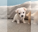 Maltipoo Puppy - Female Maltipoo (Toy) Puppy for Sale - Photo #16