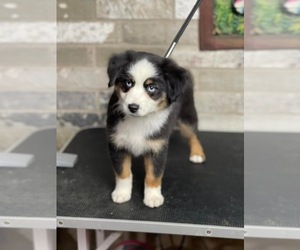Miniature Australian Shepherd Puppy for sale in MONTECITO, CA, USA
