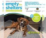 Small #1 Plott Hound Mix